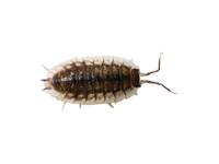 Common Isopods (O asellus) - (10 count)