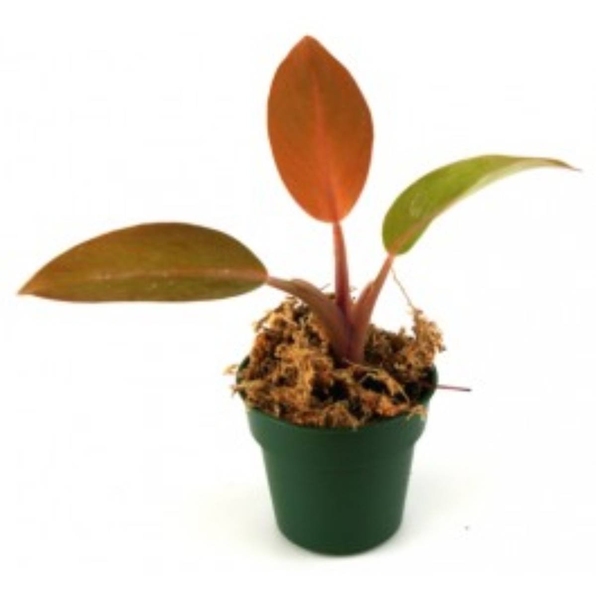 Philodendron, a great terrarium plant