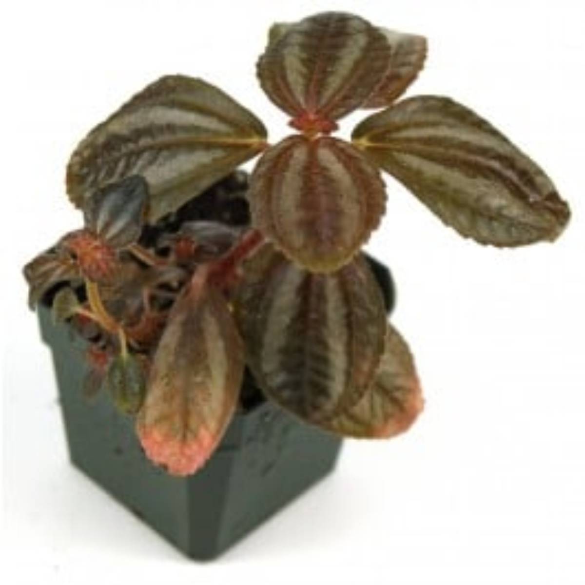 Pilea, a great terrarium plant