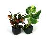 12x12x20 Crested Gecko Vivarium Plant Kit (2 Plants)