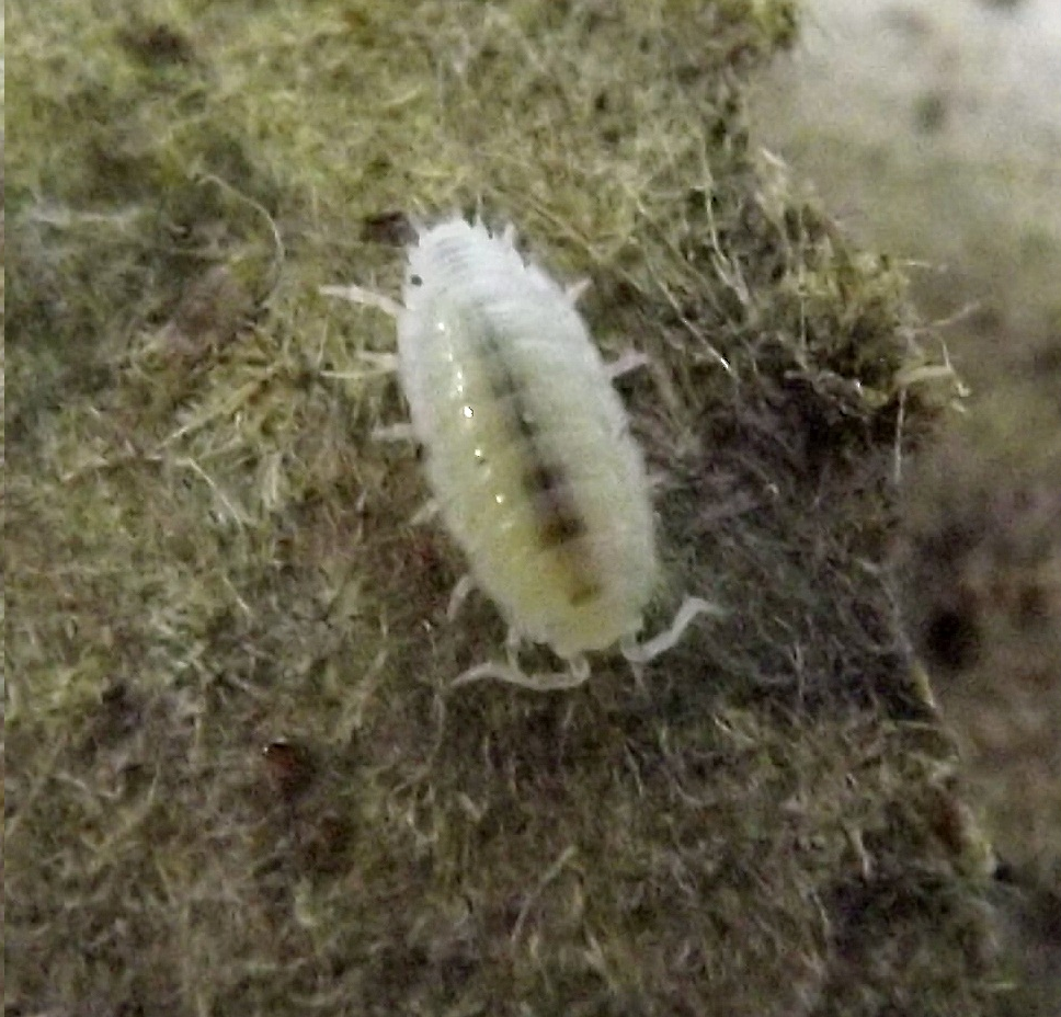 Dwarf Tropical White Isopods (25 ct) - SHIPS WITH ANIMALS