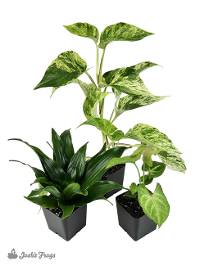 18x18x18 Crested Gecko Vivarium Plant Kit (3 Plants)