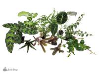 18x18x18 Bare Root Tropical Vivarium Value Plant Kit (11 Plants) 