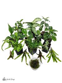 18x18x24 (29 Gallon) Dart Frog Vivarium Plant Kit (15 Plants)