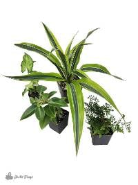 18x18x25 Crested Gecko Vivarium Plant Kit (4 Plants)