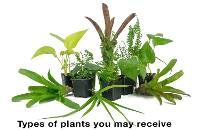 18x18x36 Tall Vivarium Plant Kit (3 Plants)