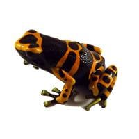 Dendrobates leucomelas '1995 Import' (Captive Bred) - Bumble Bee Dart Frog