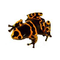 Dendrobates leucomelas '1996 Import' (Captive Bred) - Bumble Bee Dart Frog