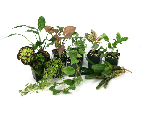20 Gallon Tropical Vivarium Plant Kit (11 Plants)