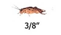Timberline Vita-Bugs 3/8" Crickets (1000 Count)