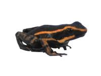 Ameerga trivatatta 'Orange' (Captive Bred) - Three Striped Poison Arrow Frog