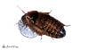 Adult Female Dubia Roach (10 count)