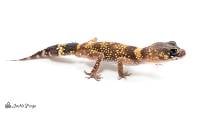 Adult Male Australian Barking Gecko - Underwoodisaurus milii (Captive Bred)