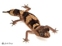 Adult Male Northern Banded Knob-Tailed Gecko - Nephrurus cinctus (captive-bred)