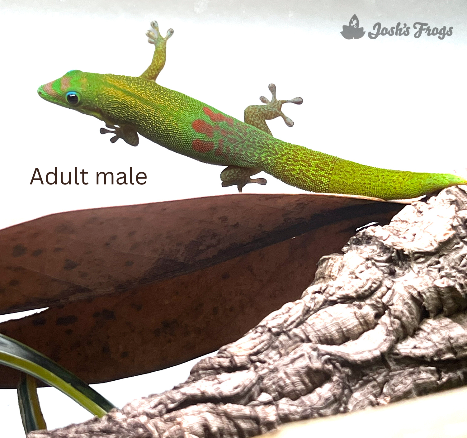 Gold Dust Day Gecko - Phelsuma laticauda laticauda (Captive Bred)
