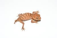 Centralian Rough Knob-Tailed Gecko - Nephrurus amyae (captive-bred)