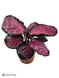 Calathea roseopicta 'Rosy' (4 inch pot)
