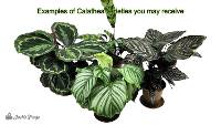 Clean Air Plant in Eco-Friendly Pot - Calathea spp. (Grower's Choice)