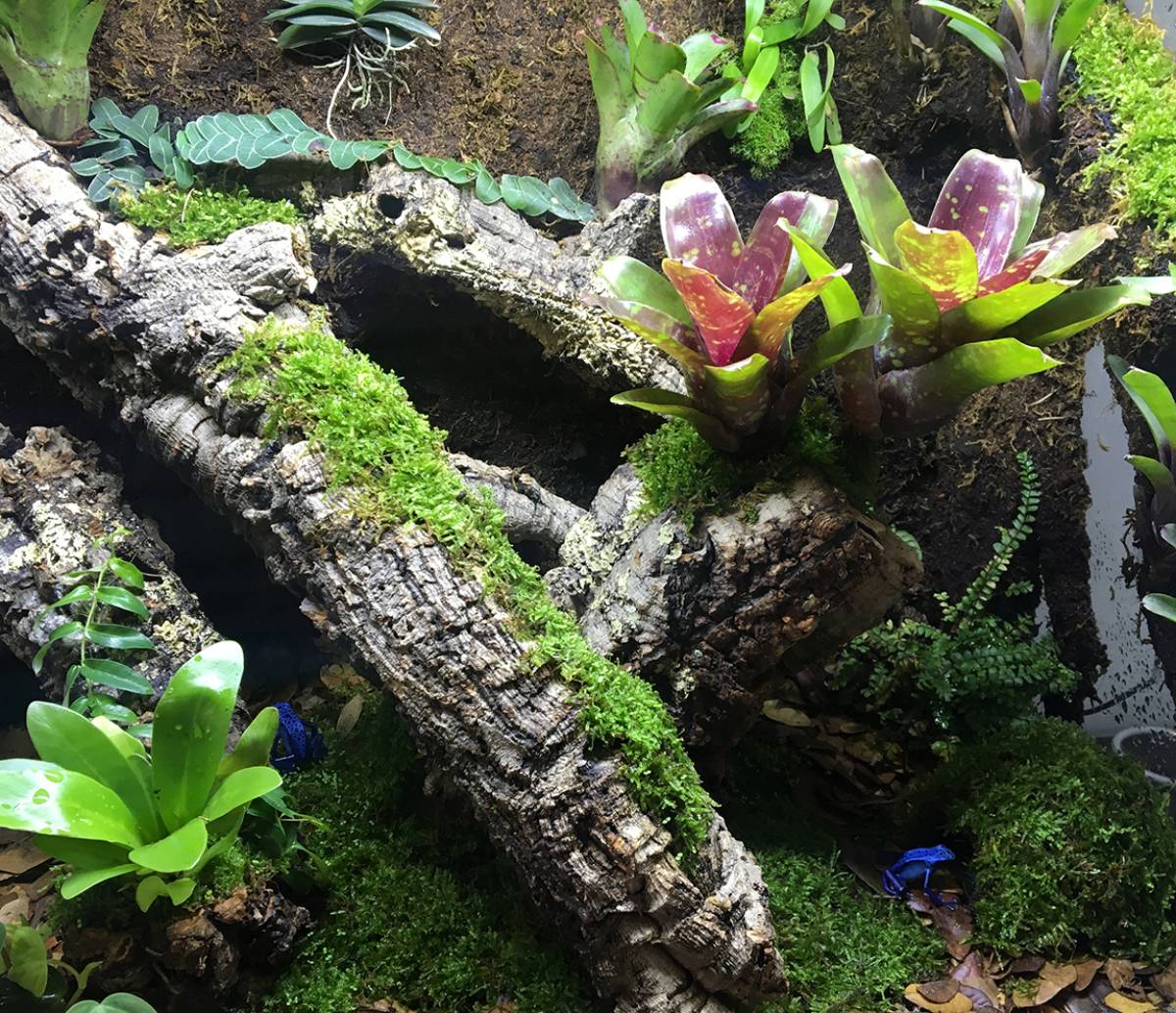 Cork tubes, cork bark, bromeliads, and mosses in a dart frog enclosure 