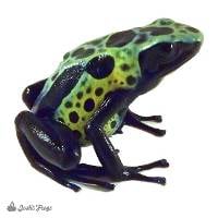 Green Sipaliwini Dart Frog (Captive Bred)