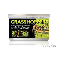 Exo Terra Grasshoppers (1.2 oz.) - CLOSE TO EXPIRATION