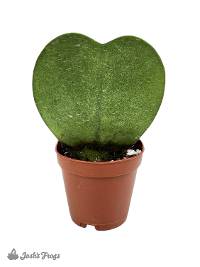 Hoya kerrii - Sweetheart Plant 