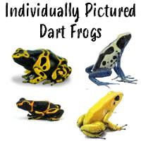 Individually-Pictured Dart Frogs