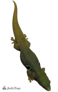 Peacock Day Gecko - Phelsuma quadriocellata (Captive Bred)