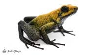 Phyllobates bicolor 'Uraba' - Black Legged Poison Frog (Captive Bred)