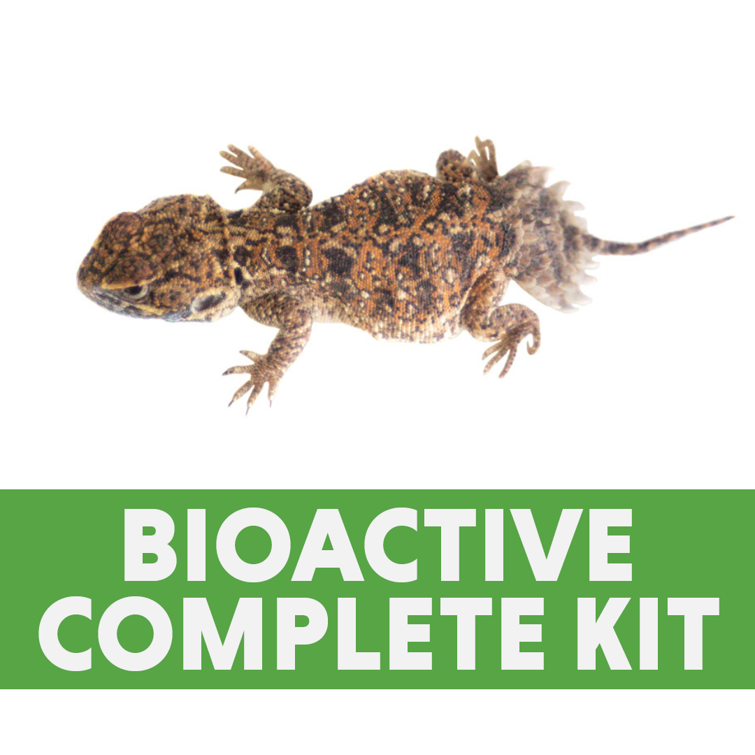Shield-Tailed Agama Bioactive Complete Habitat Kit (24x18x18)