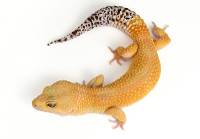Adult Super Hypo Tangerine Baldy Leopard Gecko - Eublepharis macularius (Captive Bred)