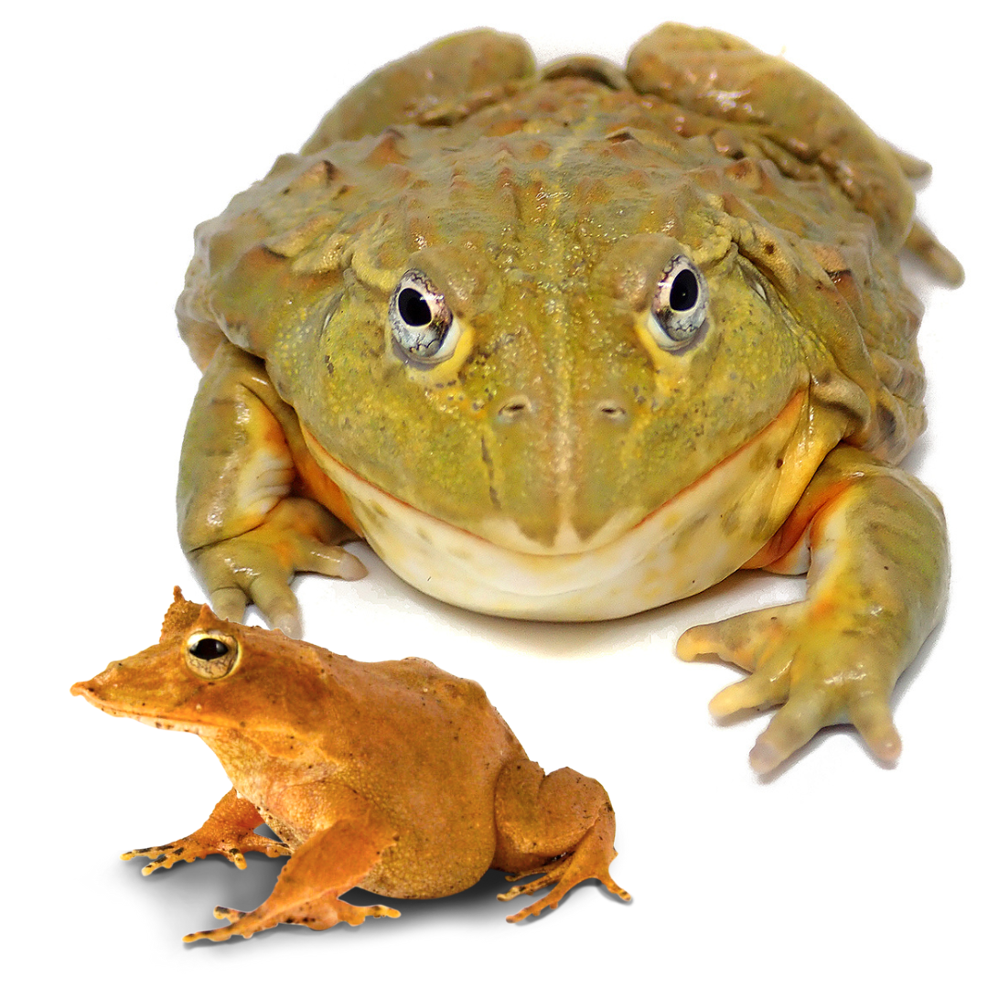 Terrestrial Frog Habitat Kits
