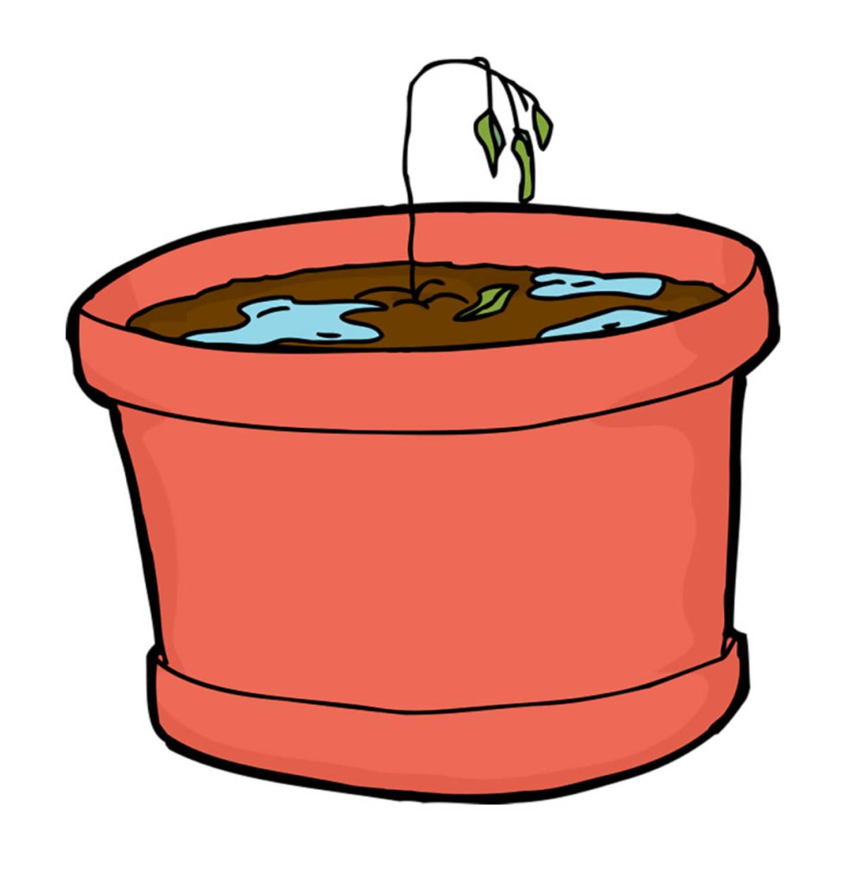 saving a plant from incorrect watering