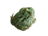Matcha Pac-Man Frog - Ceratophrys cranwelli (Captive Bred CBP) A59