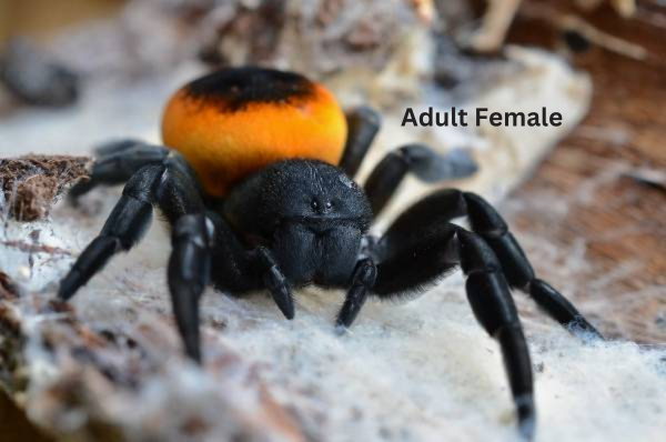 Greek Ladybird Spider - Eresus walckenaeri (Captive Bred)