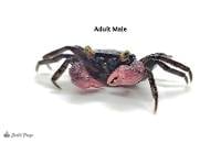Purple Vampire Crab - Geosesarma bogorensis (Captive Bred)