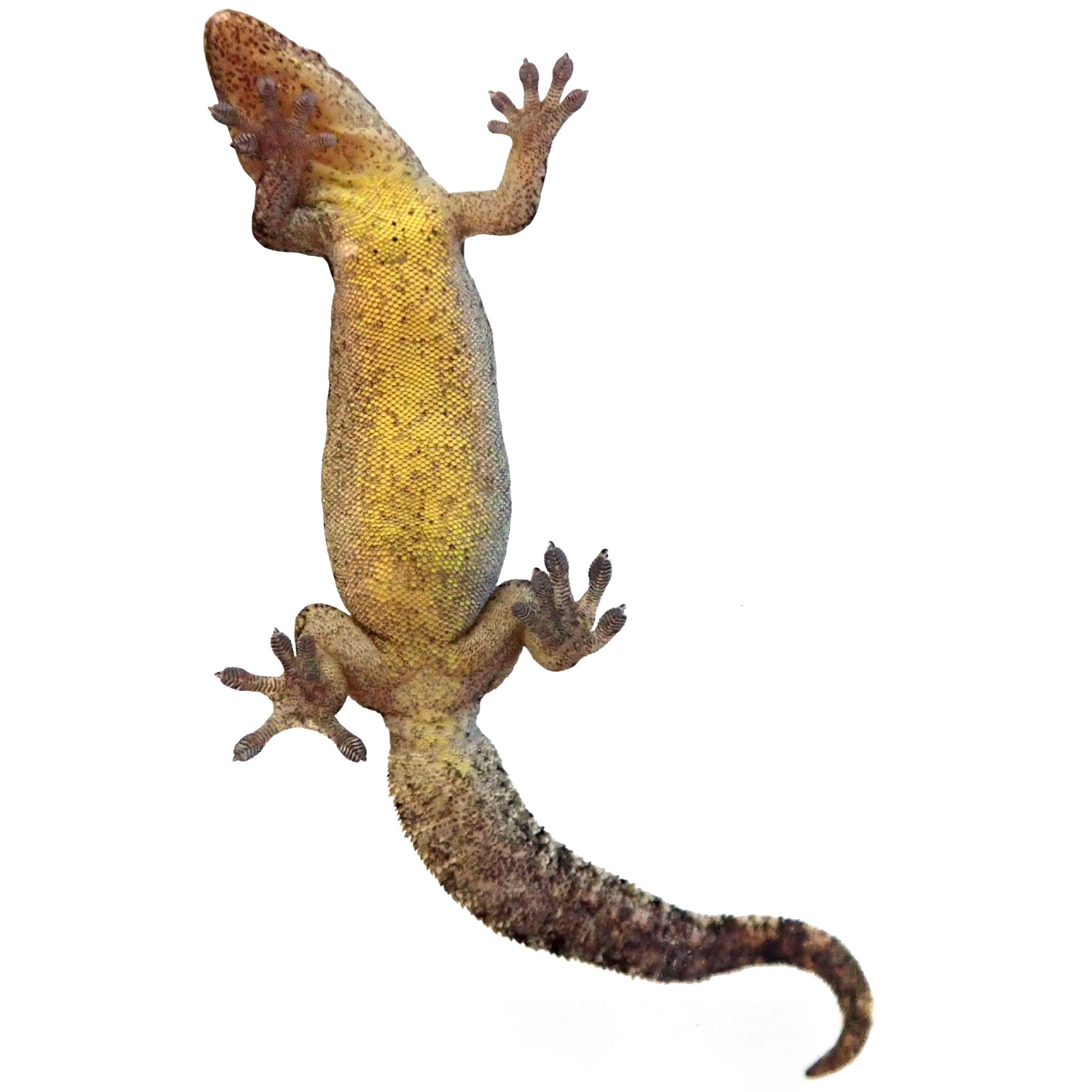 Yellow-Bellied Mourning Gecko (Adult) - Lepidodactylus lugubris (Captive Bred)