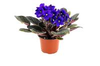 African Violet by Optimara® (Grower's Choice - 4" Pot)
