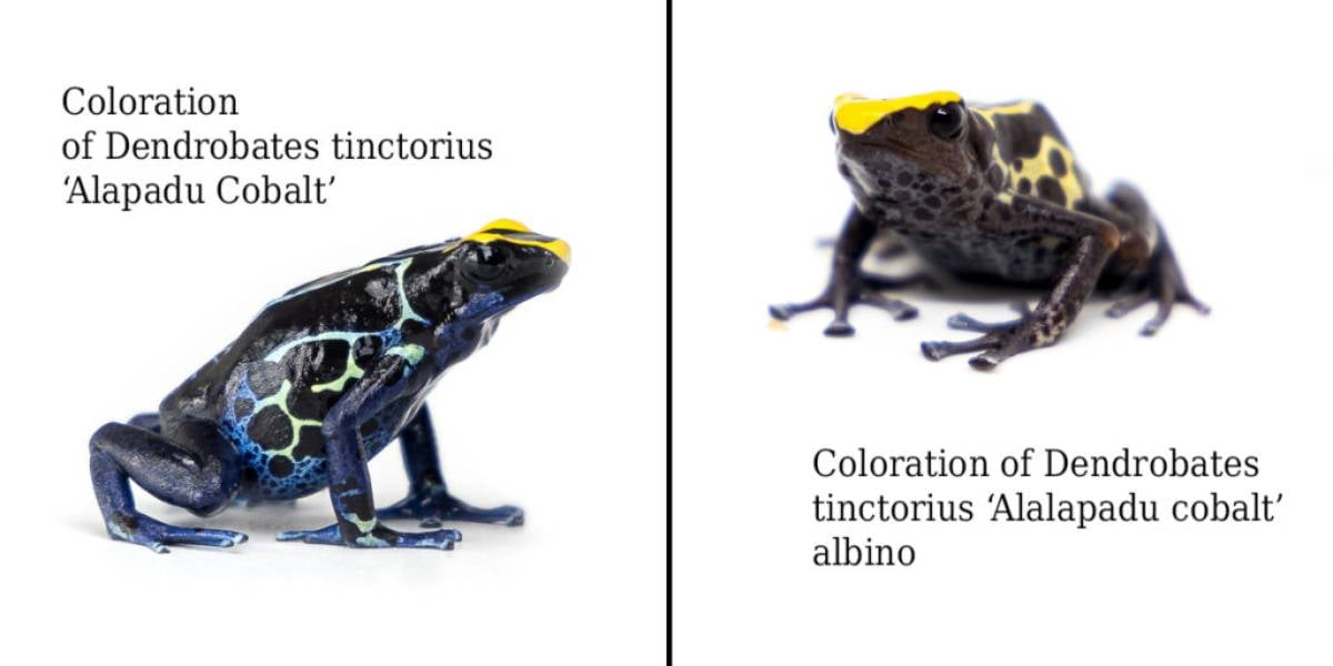 Albino dart frog comparison