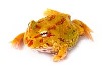 Lime Green Albino Pac-Man Frog - Ceratophrys cranwelli (Captive Bred CBP)