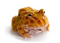Albino Pac-Man Frog - Ceratophrys cranwelli (CBP)