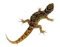 Antilles Gecko - Gonatodes antillensis (Captive Bred)