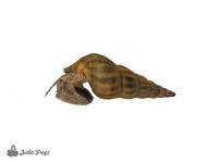 Hercules Snail - Brotia herculea (Tank Raised)