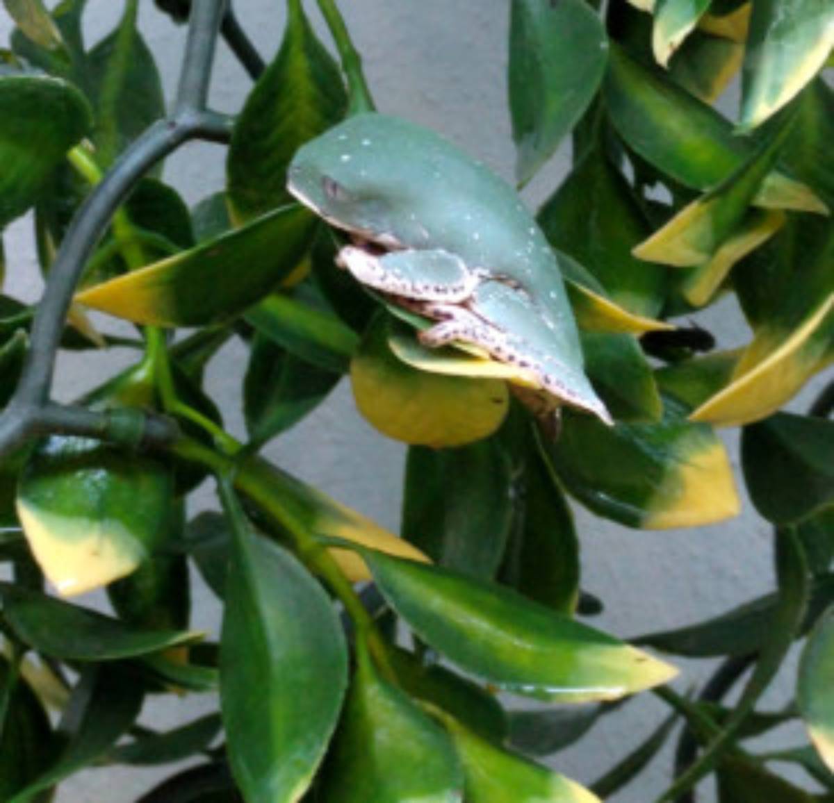 artificial plants with tree frog