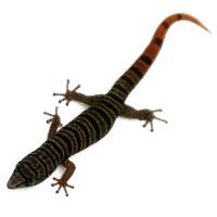 Ashy Gecko - Sphaerodactylus elegans (Captive Bred)