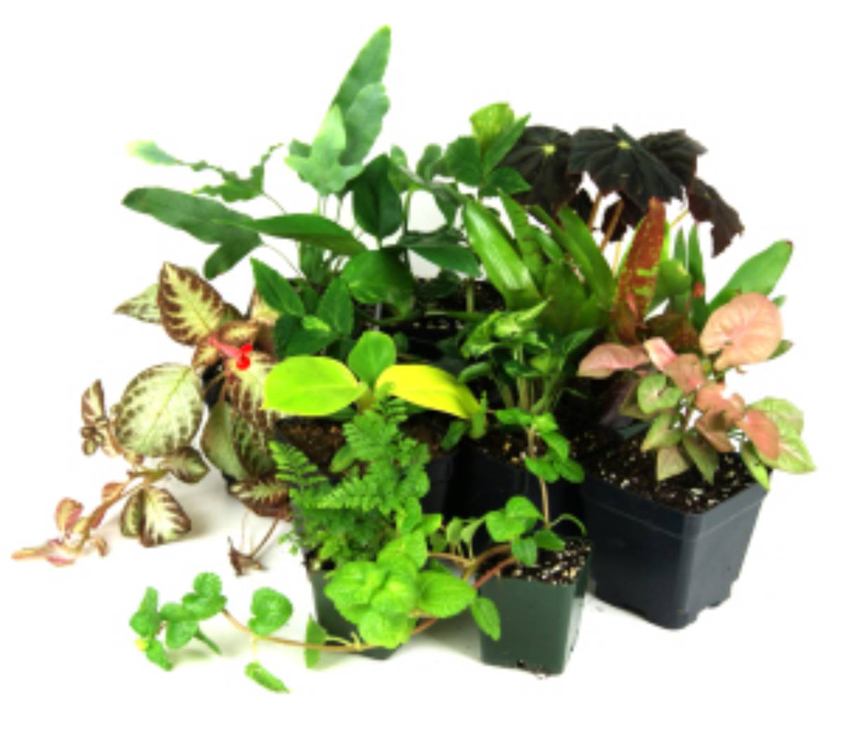 Examples of terrarium plants