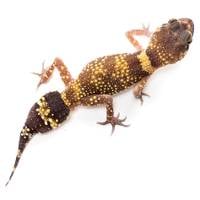 Australian Barking Gecko - Underwoodisaurus milii (Captive Bred)