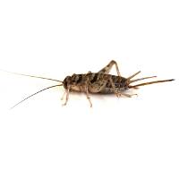 Timberline Vita-Bugs® Crickets