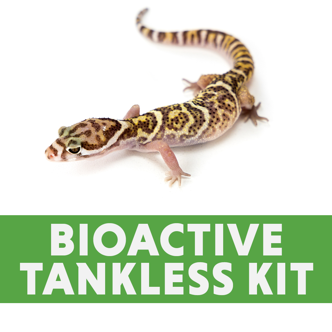 Banded Gecko BIOACTIVE Tankless Habitat Kit (20 Gallon Long)