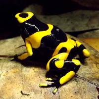 Dendrobates leucomelas 'Banded' (Captive Bred) - Bumble Bee Dart Frog